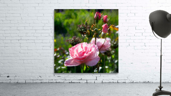 Pink Rosebuds Wall Preview
