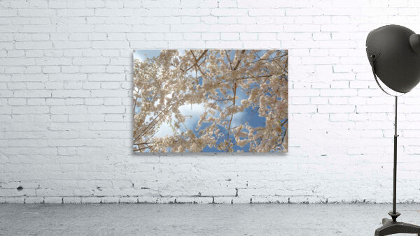 Cherry Blossoms Wall Preview