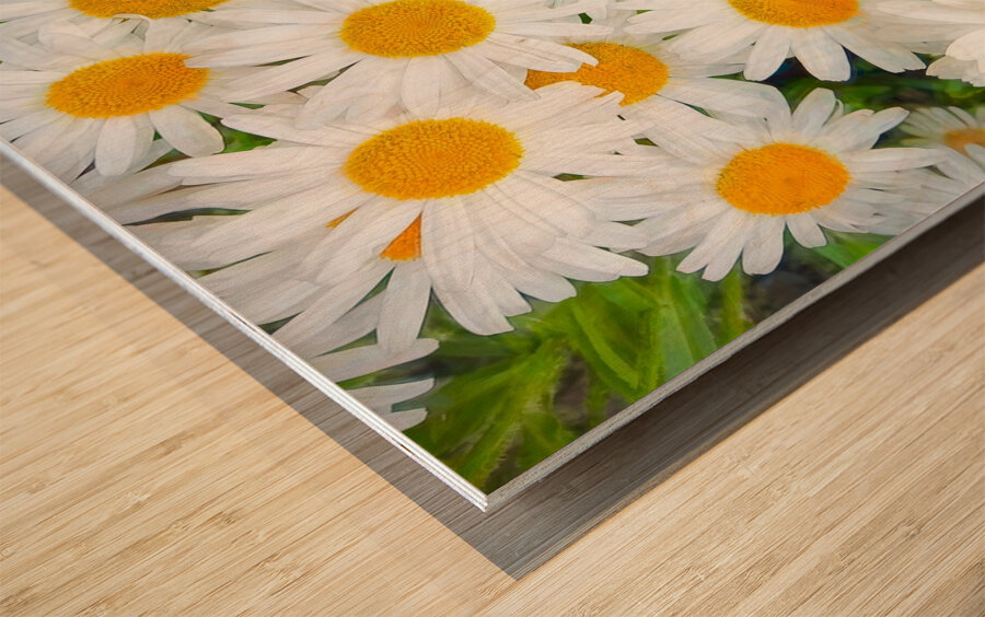 Shasta Daisies to Cheer You Up Wood print