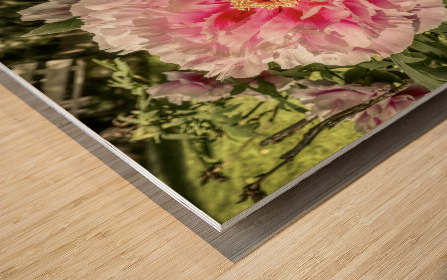 Pick the Largest Pink Peony Wood print