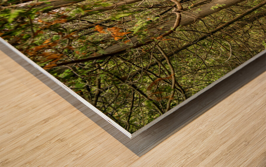 Beaver Valley Trippers Wood print