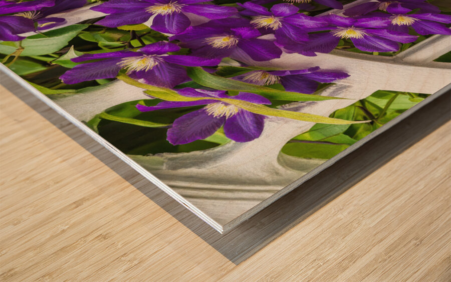 CLIMATIS ON THE TRELLIS Wood print