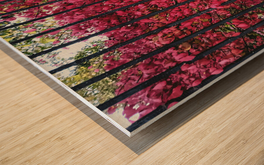 Burning Bush Behind Bars Impression sur bois