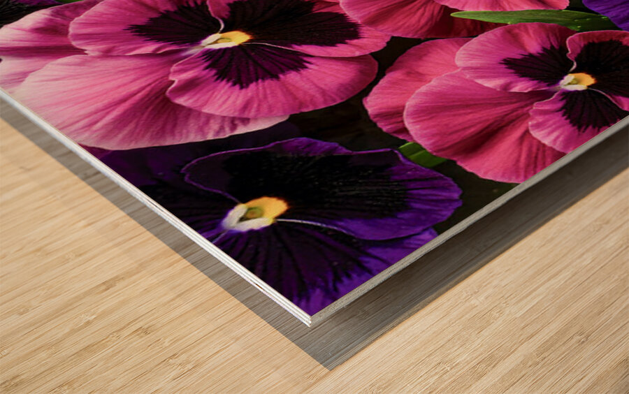 Pansies Making a Perfect Impression Wood print