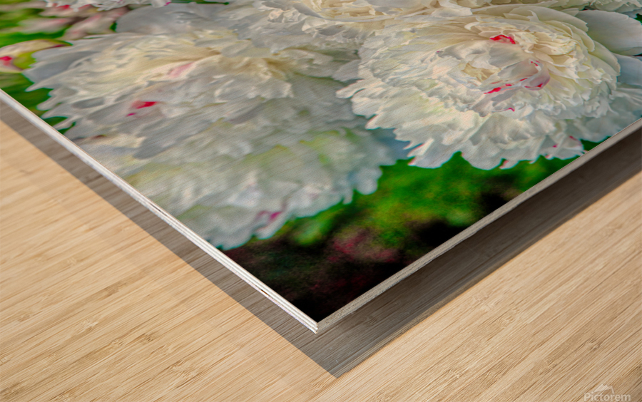 Group of White Peonies Wood print