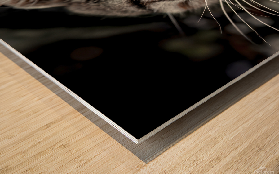 Chatty Cat Following Me Wood print