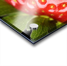 Fresh strawberry close-up Acrylic print