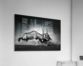 Gemsbok fight Acrylic Print