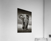 Elephant approach from the front Acrylic Print