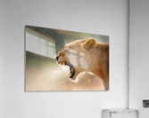 Lioness in the rain Acrylic Print
