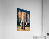 Elephant approaching Acrylic Print