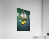 Masked weaver at nest Acrylic Print