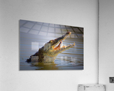 Nile crocodile swollowing fish Acrylic Print