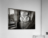 Whitefaced Owl close-up Acrylic Print