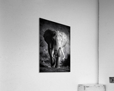 Elephant Bull Acrylic Print