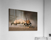 Gemsbok fight Acrylic Print