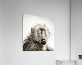Wet Baboon portrait Acrylic Print