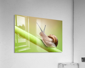 Snail on green stem Acrylic Print