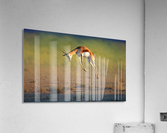 Running Springbok jumping high Acrylic Print