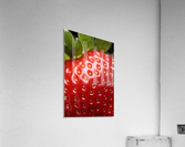 Fresh strawberry close-up Acrylic Print