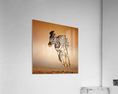 Zebra calf running Acrylic Print