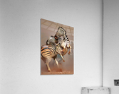Zebras fighting Acrylic Print