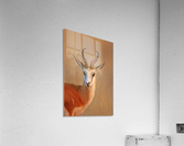 Springbok  portrait Acrylic Print