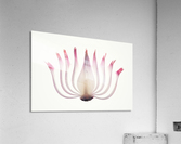 Red Onion Translucent peeled layers Acrylic Print