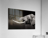 Elephant bull drinking water Acrylic Print