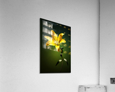 Yellow lily with stem Acrylic Print