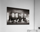 Black Rhinoceros calf Acrylic Print