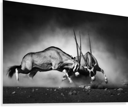 Gemsbok fight Canvas Print