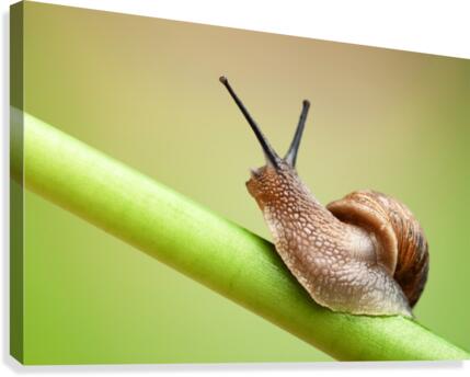 Snail on green stem Canvas Print