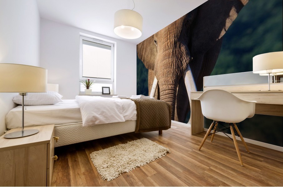 Elephant approaching Mural print