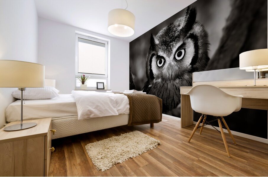 Whitefaced Owl close-up Impression murale