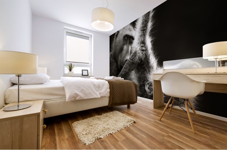 Chacma Baboons Grooming Mural print