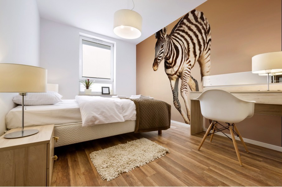 Zebra calf running Mural print