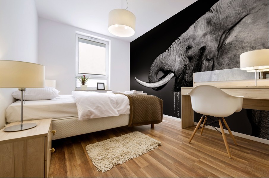 Elephant bull drinking water Mural print