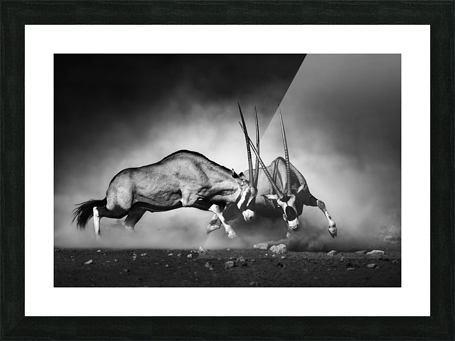 Gemsbok fight Picture Frame print