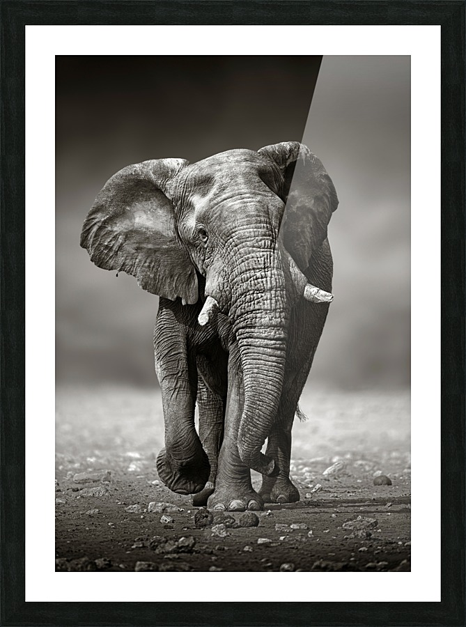 Elephant approach from the front Picture Frame print