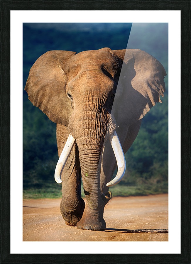 Elephant approaching Picture Frame print