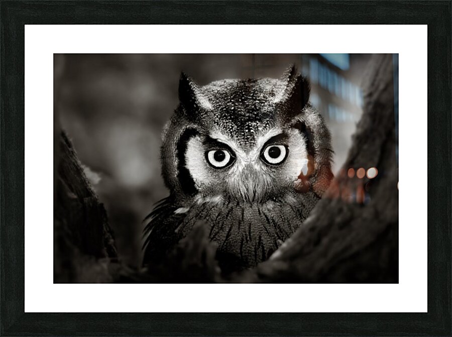 Whitefaced Owl close-up Picture Frame Printing