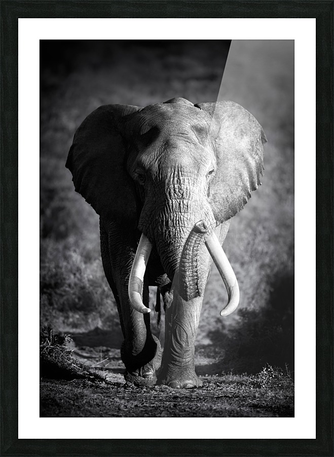 Elephant Bull Picture Frame print