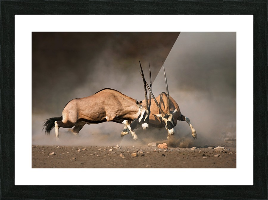 Gemsbok fight Picture Frame print