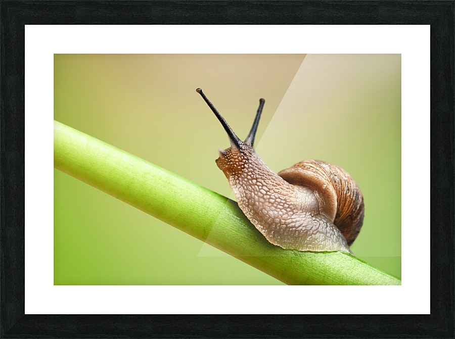 Snail on green stem Picture Frame print