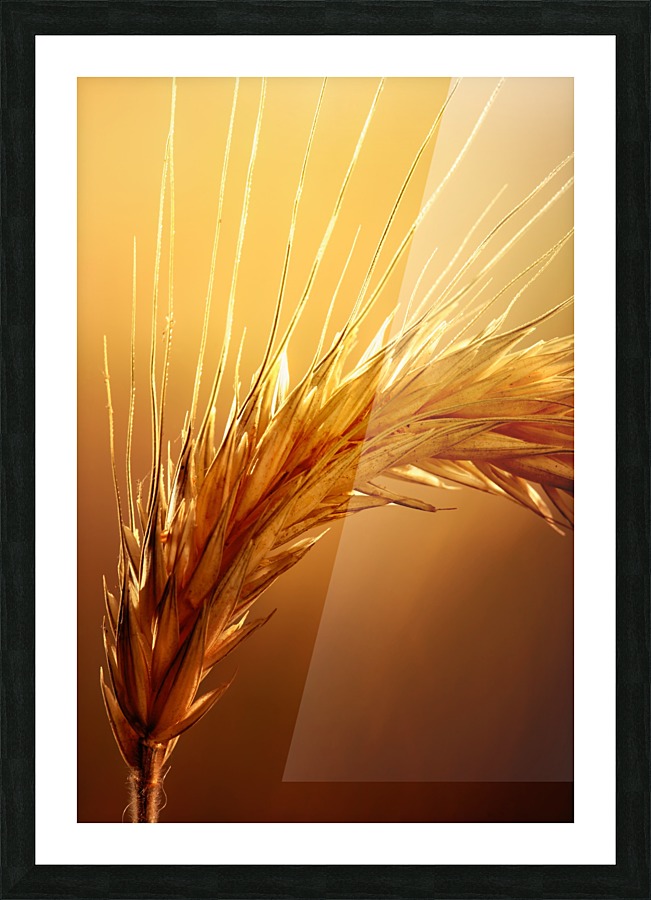 Wheat macro Picture Frame print