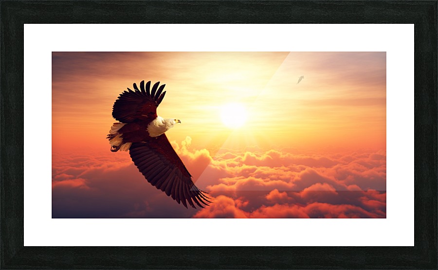 Fish Eagle flying above clouds Picture Frame print