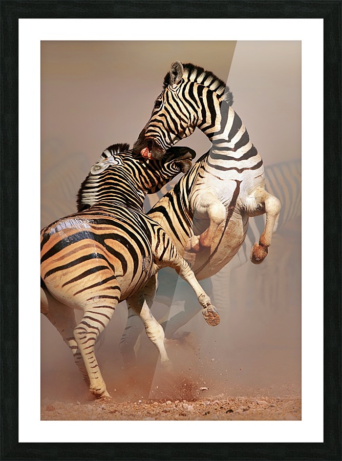Zebras fighting Picture Frame print