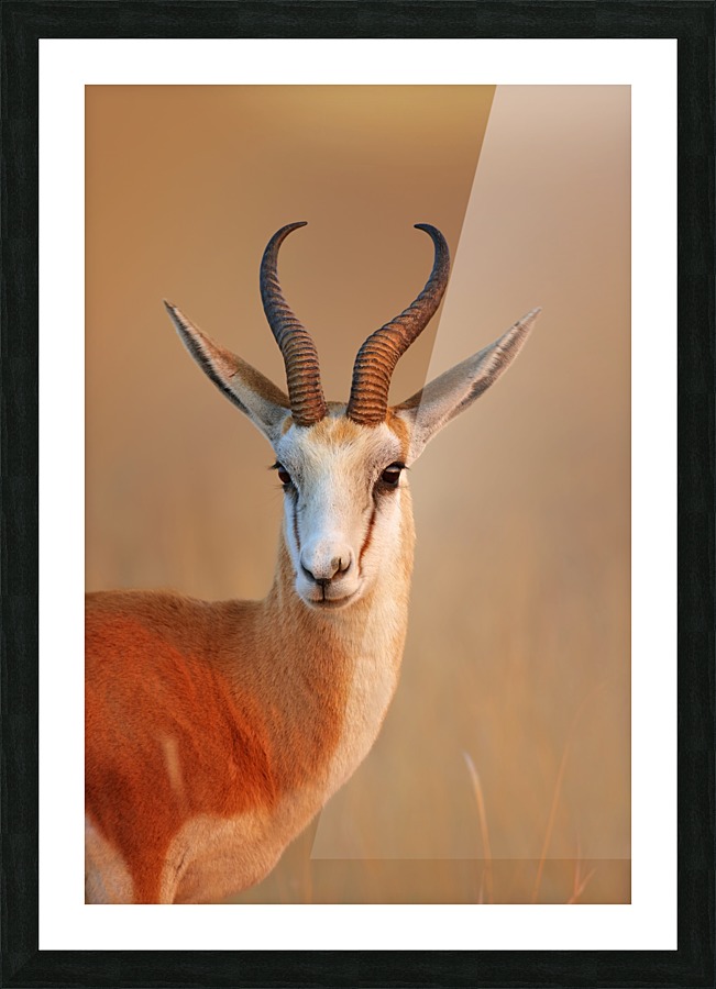 Springbok  portrait Picture Frame print