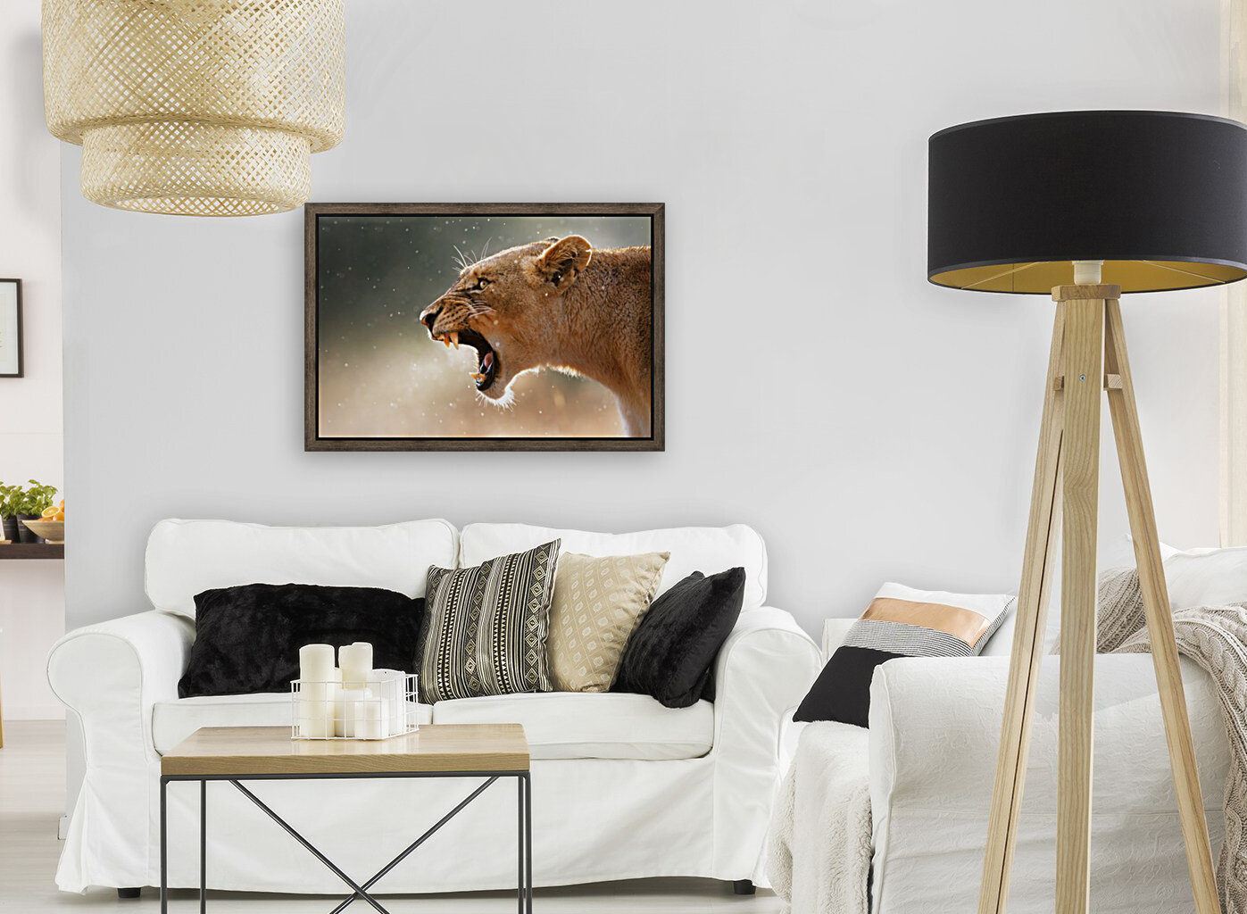 Lioness in the rain Reproduction